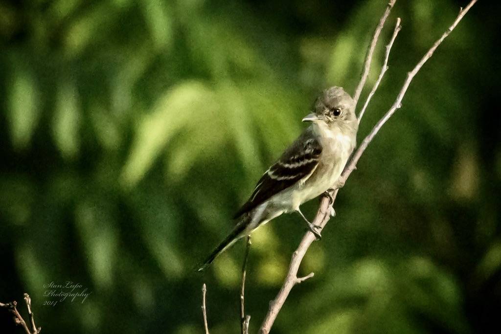 Eastern Wood Peewee by stanlupo (Thanks for 4,000,000 views) is marked with CC BY-NC-ND 2.0.
